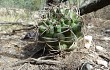 Vista previa de Gymnocalycium schickendantzii