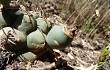 Vista previa de Gymnocalycium schickendantzii