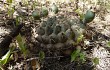 Anteprima di Gymnocalycium schickendantzii