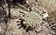 Vista previa de Gymnocalycium schickendantzii