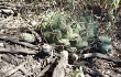 Anteprima di Gymnocalycium schickendantzii