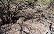 Vista previa de Gymnocalycium schickendantzii