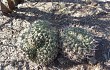 Anteprima di Gymnocalycium schickendantzii