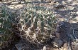 Anteprima di Gymnocalycium schickendantzii