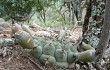 Vista previa de Gymnocalycium schickendantzii