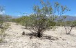 Vista previa de Gymnocalycium schickendantzii