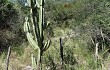 Anteprima di Cereus forbesii