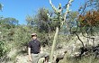 Anteprima di Cereus forbesii