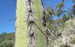 Preview photo Cereus forbesii