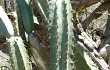 Anteprima di Cereus forbesii