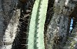 Anteprima di Cereus forbesii