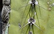 Preview photo Cereus forbesii