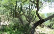 Vista previa de Cereus forbesii