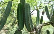 Anteprima di Cereus forbesii