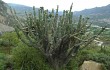 Anteprima di Cereus forbesii