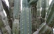 Preview photo Cereus forbesii