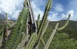 Anteprima di Cereus forbesii