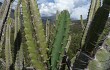 Preview photo Cereus forbesii