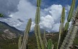 Anteprima di Cereus forbesii