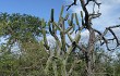 Preview photo Cereus forbesii