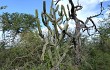 Preview photo Cereus forbesii