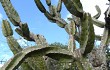 Vista previa de Cereus forbesii