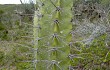 Anteprima di Cereus forbesii