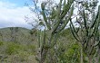 Anteprima di Cereus forbesii