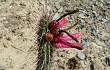 Anteprima di Echinopsis candelilla