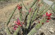 Anteprima di Echinopsis candelilla