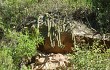 Anteprima di Echinopsis samaipatana