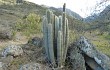 Preview photo Echinopsis strausii