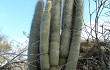 Vista previa de Echinopsis strausii