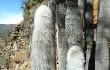 Vista previa de Echinopsis strausii