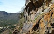 Vista previa de Echinopsis strausii