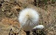 Preview photo Echinopsis strausii