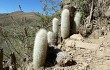 Preview photo Echinopsis strausii