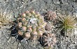 Preview photo Discocactus boliviensis