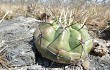 Preview photo Discocactus boliviensis