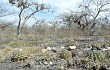 Anteprima di Discocactus boliviensis