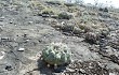 Preview photo Discocactus boliviensis