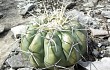 Preview photo Discocactus boliviensis