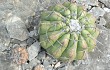 Vista previa de Discocactus boliviensis