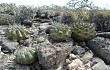 Preview photo Discocactus boliviensis