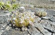 Vista previa de Discocactus boliviensis