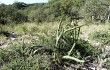 Anteprima di Echinopsis pomanensis