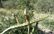 Anteprima di Echinopsis pomanensis