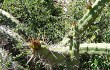 Preview photo Echinopsis pomanensis