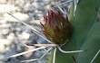 Vista previa de Echinopsis pomanensis