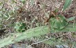 Anteprima di Echinopsis pomanensis